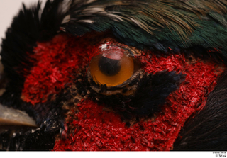 Pheasant  2 eye 0002.jpg